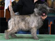 Cairn Terrier - rodowodowe (ZKwP/FCI) szczenięta po Championach.