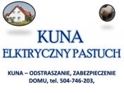 Kuna, odławianie i odstraszanie, cena, zabezpieczenie domu, kuny