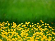 Nadzór z ochrony środowiska nad inwestycją. tel. 504-746-203