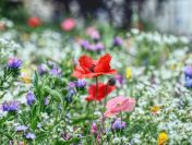 Prowadzenie nadzoru przyrodniczego, tel. 504-746-203, opinia środowiskowa