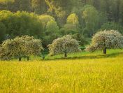 Warunki zabudowy dla działki budowlanej,  tel. 504-746-203, decyzja